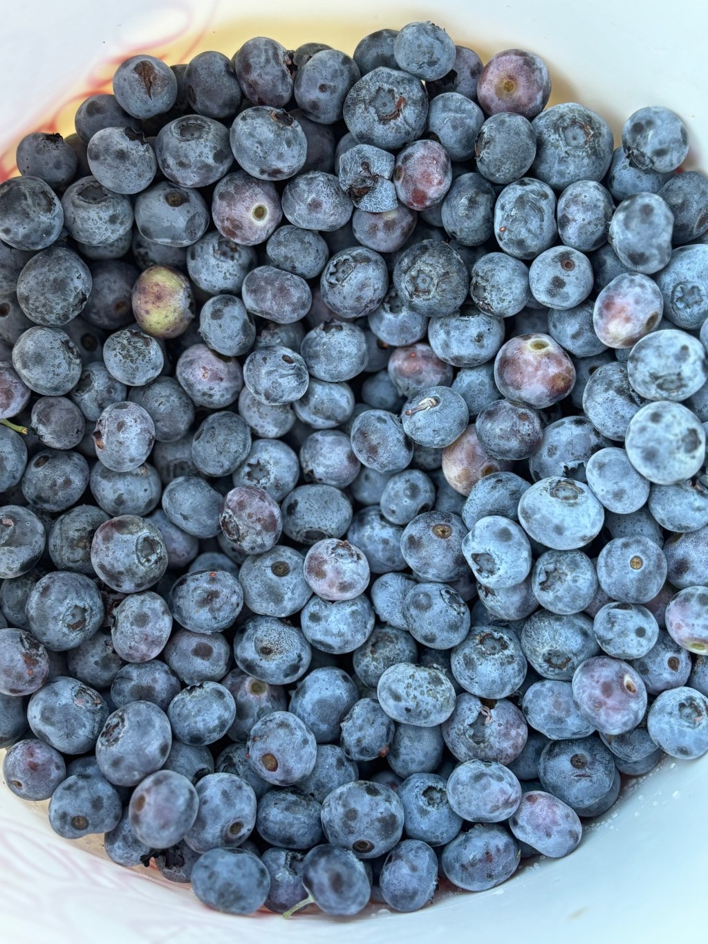 Blueberry Picking Season