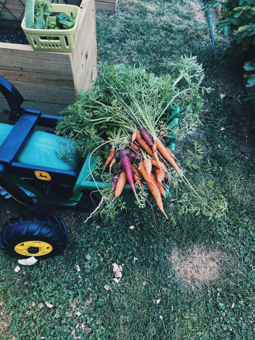 Garden Harvest: Colorful&nbsp;Vegetables