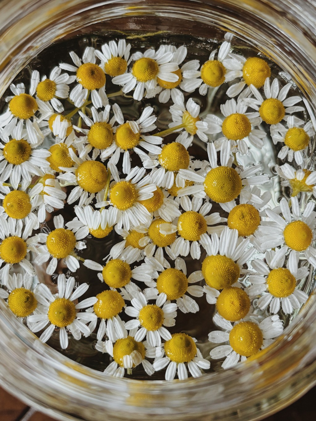 Tea Garden: Chamomile