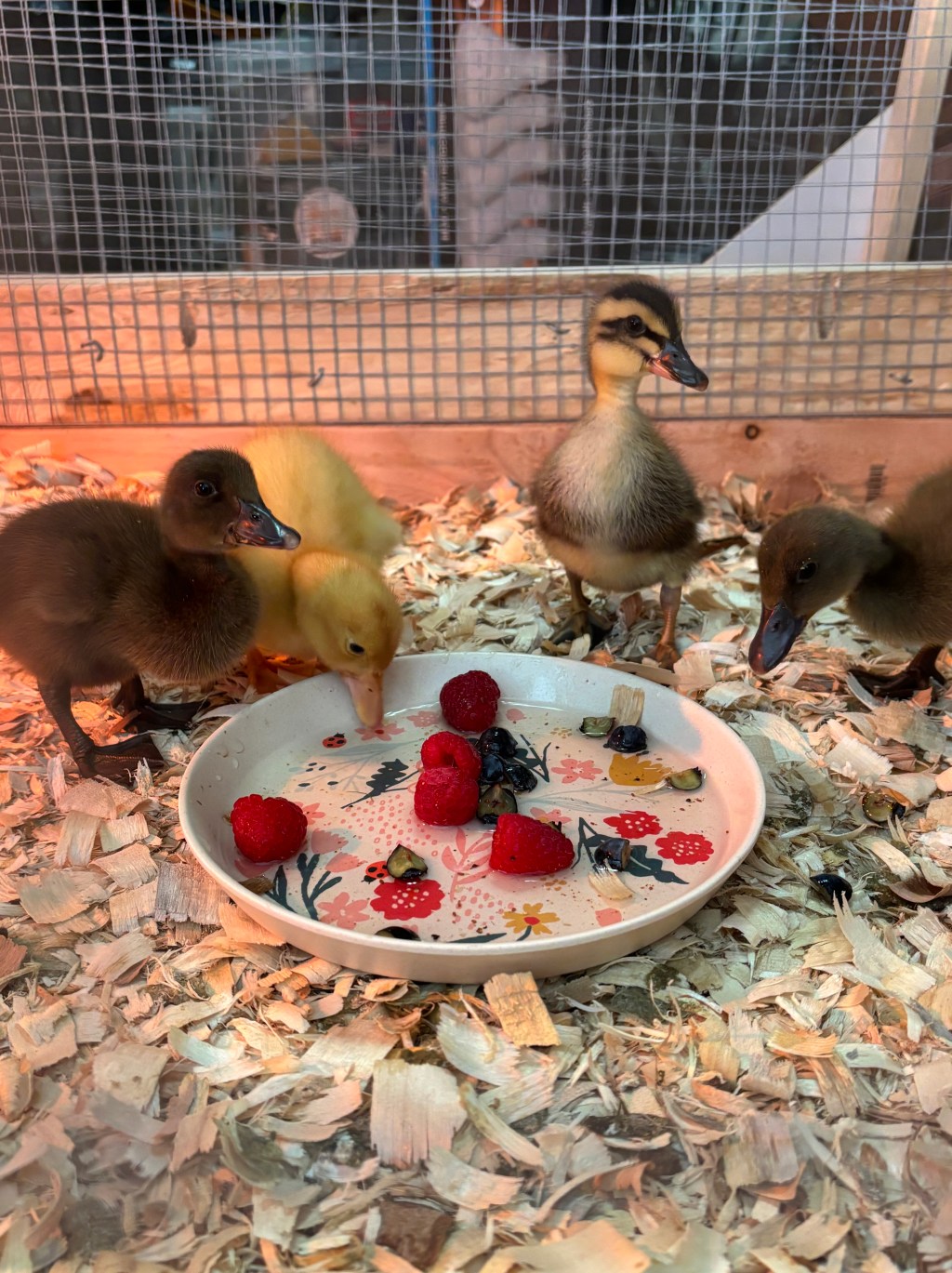 Backyard Pets: Ducks