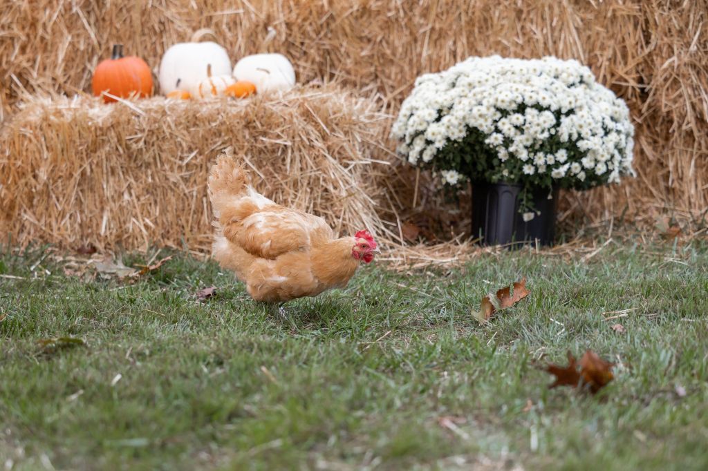 Backyard Pets: Chickens