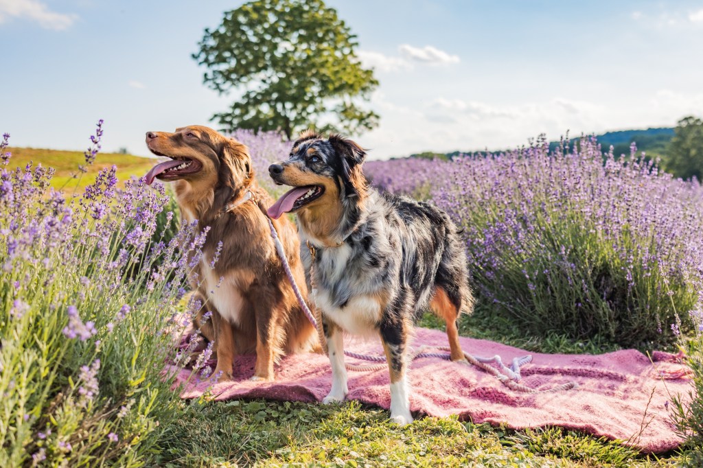 Australian Shepherds and Pembroke Welsh Corgi &&nbsp;Babies