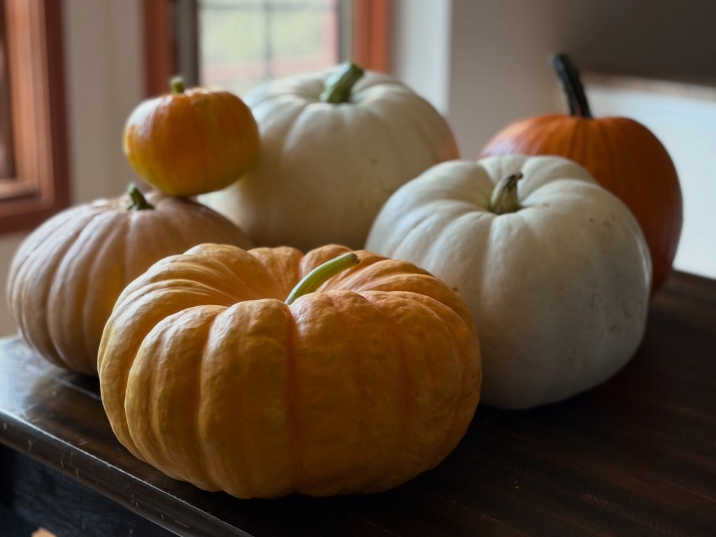 Garden Harvest: Pumpkins